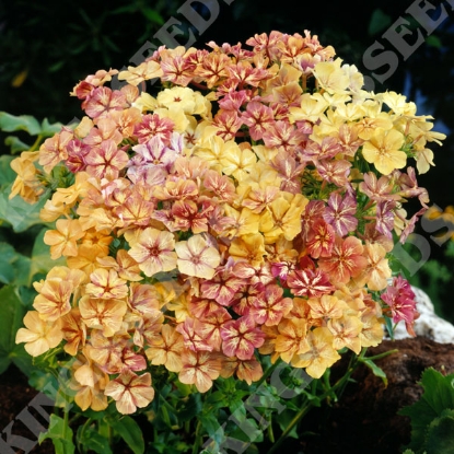 Picture of Phlox - Drummondii Creme Brulee